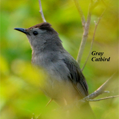 Gray Catbird